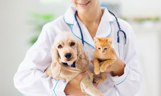 Pet Insurance: Coverage for Your Furry Friends